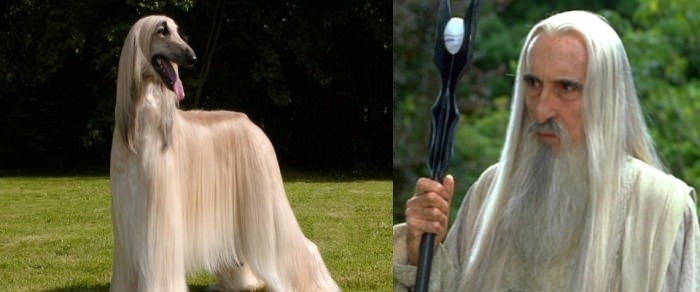 Saruman & Afghan hound