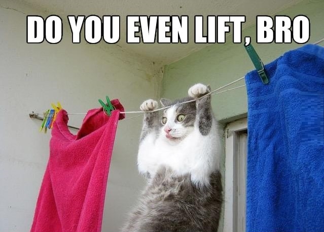 Even cats lift