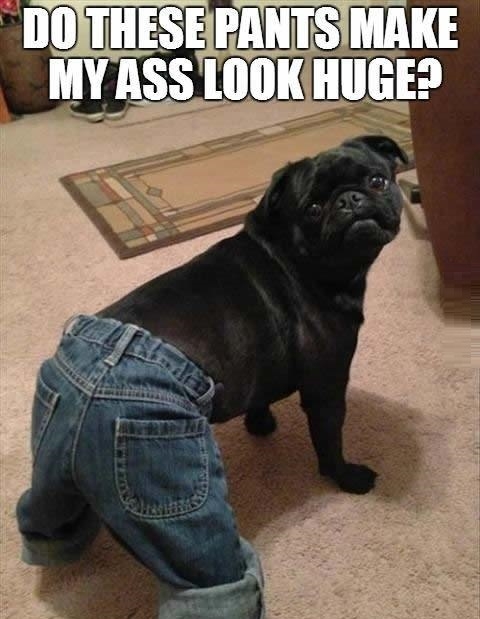 Self concsious puppy