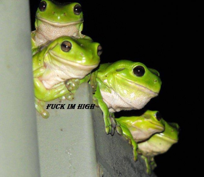 F**k I'm high