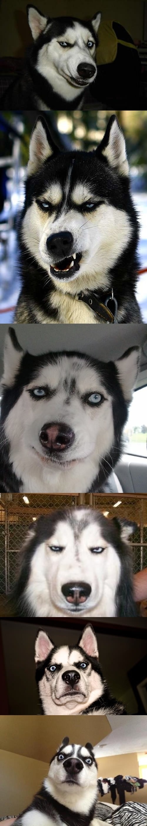 Funny Husky faces