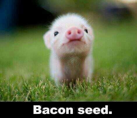 Little bacon seed