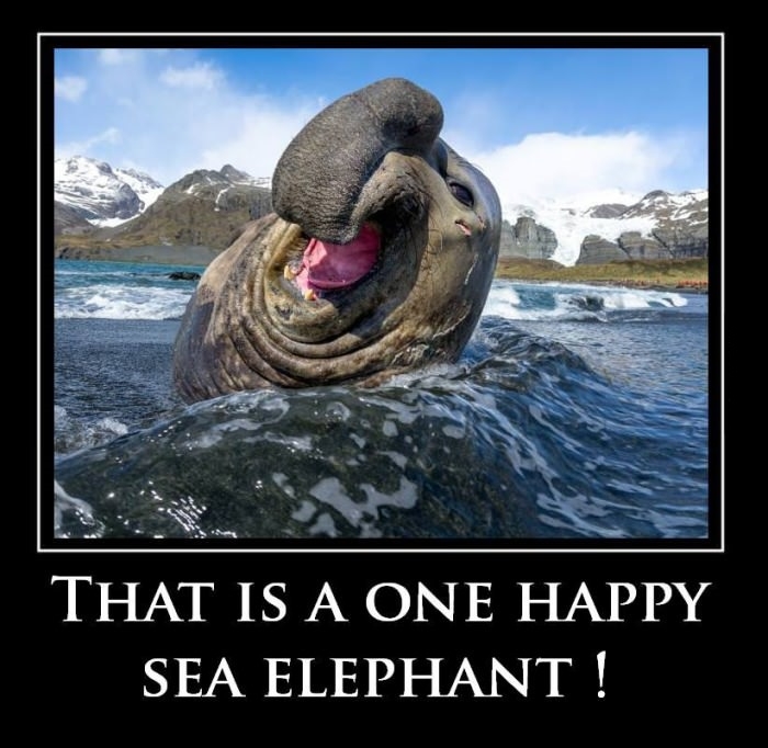 Happy sea elephant