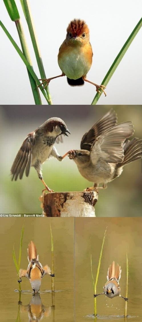 Even birds know kung fu