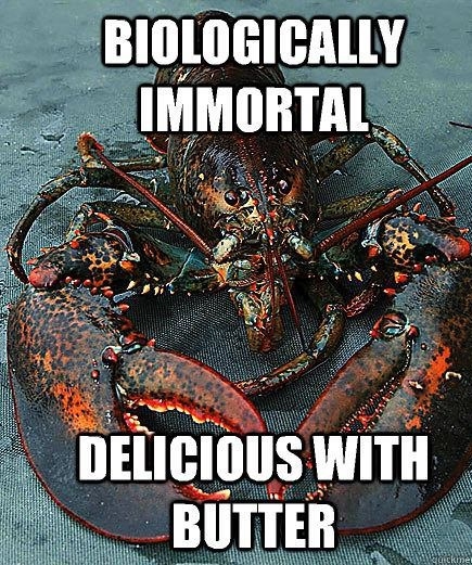 Bad Luck Lobster