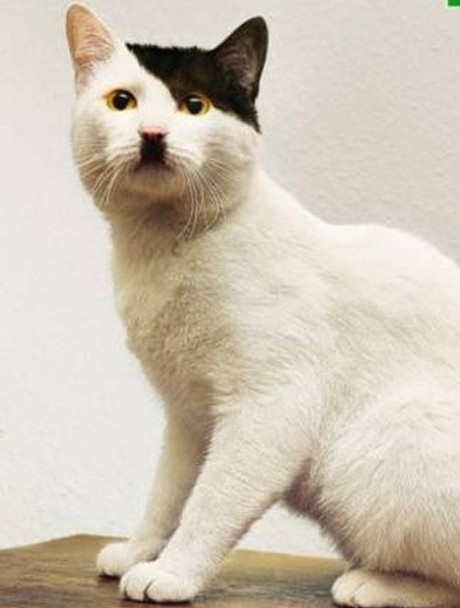 Heil Kitler!