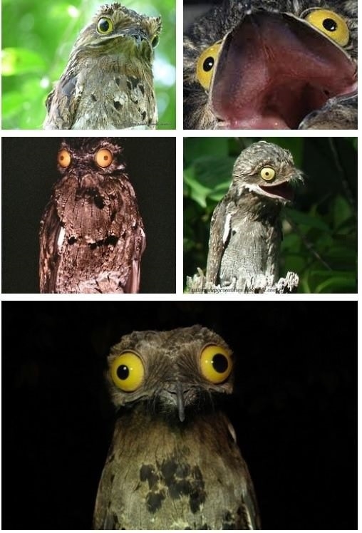 Meet the common Potoo