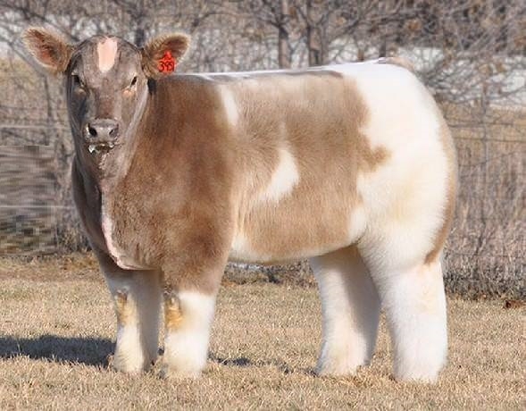 Fluffy Cows!
