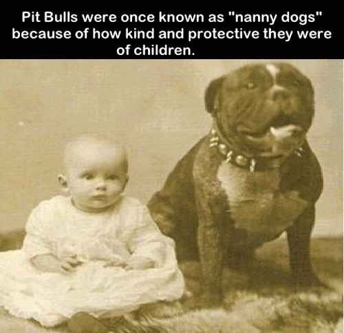 Nanny dogs