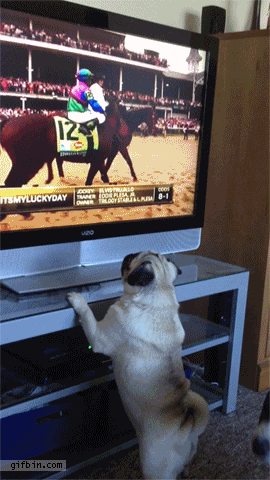 No more horseplay!