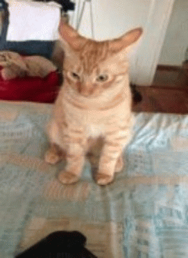 I'm not listening to you
