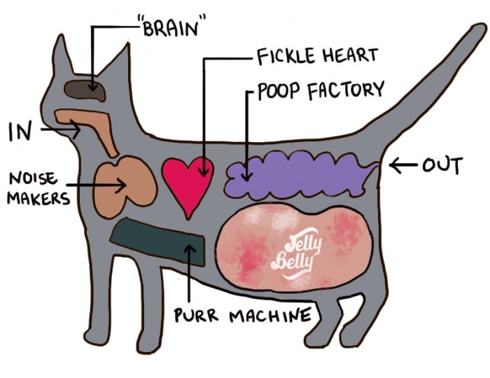 Cat's anatomy