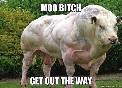 Muscular cow