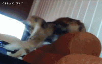 Gimme that you!