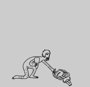 Evolution of humans