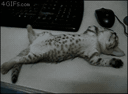 Kitten napping