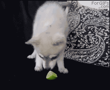 Let me lick this lime..