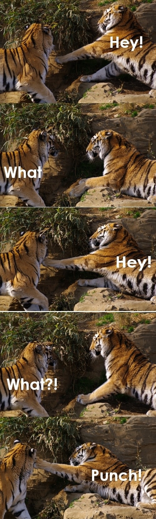 Tiger punch!