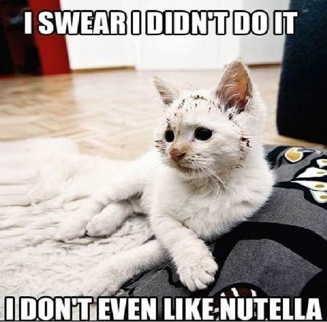 Nutella cat