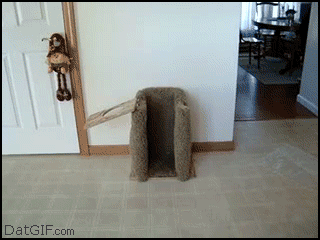 Dog's dinner time