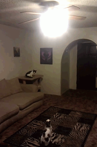Athletic cat