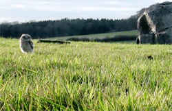 An owl walking