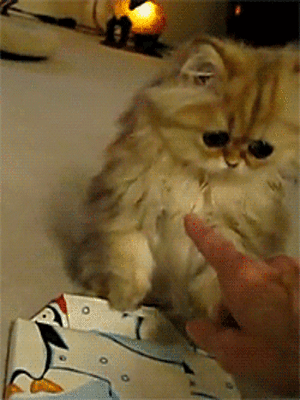 Disappointed Kitty