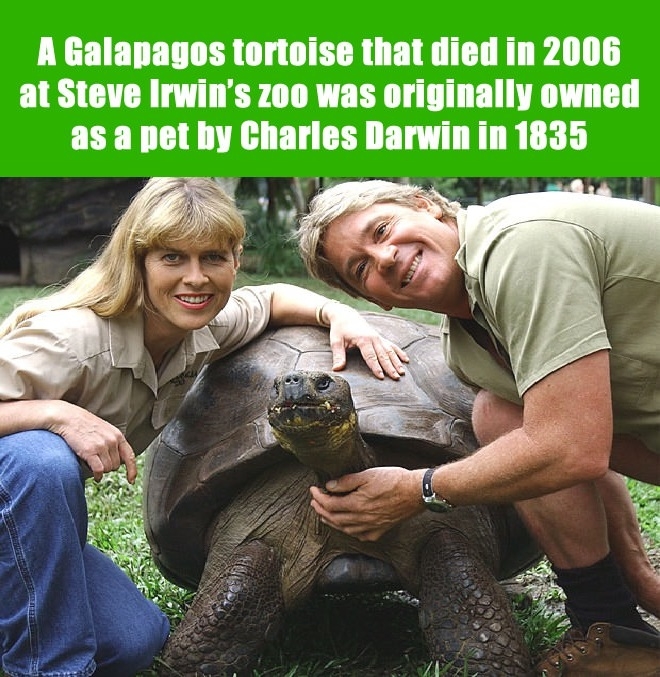 171 year old tortoise