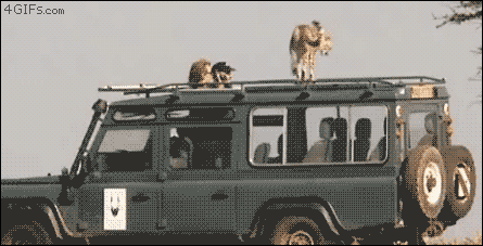 Funny safari moment