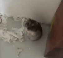 Innocent animal shot