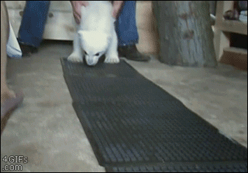 Baby polar bear walking