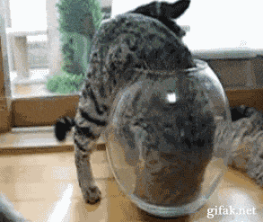 Cats are funny
