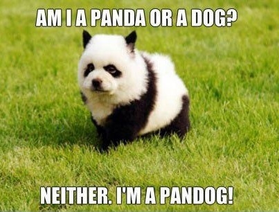 Panda or Dog?