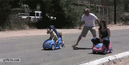 Dog vs Human