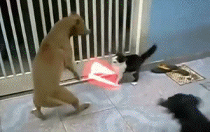 I haz lightsabers