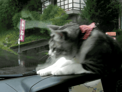Hipster cat on catnip