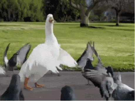 Party of duck face