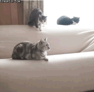 Evil cat is evil