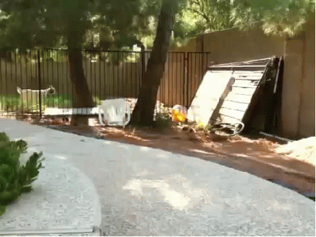 Parkour goat