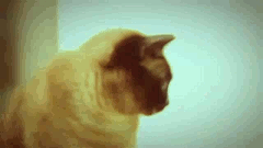 Cat got some SWAG