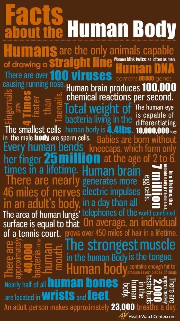 Human Body Facts