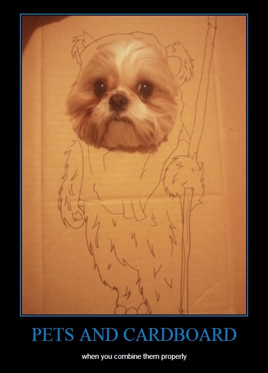 Pets and cardboard
