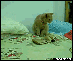 Cats in a nutshell