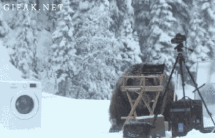 Bear and washing machine