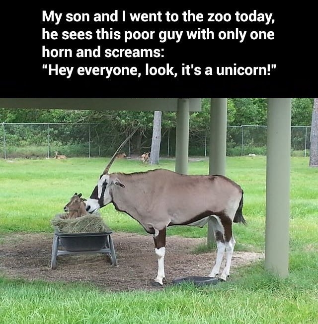 Look, it's a unicorn!