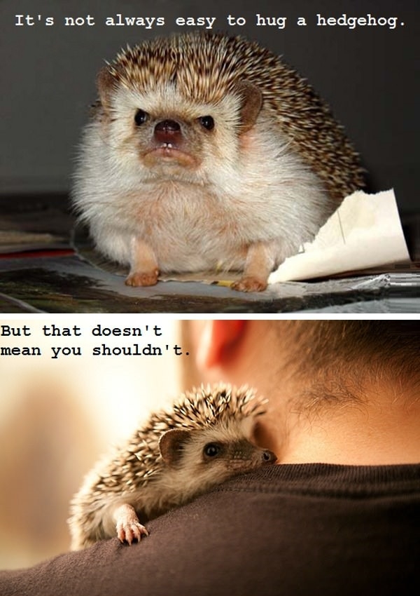 Poor hedgehog