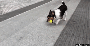 Ph.Dog in Physics