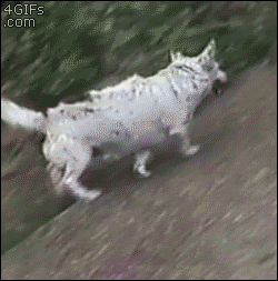 Dog has life figured out