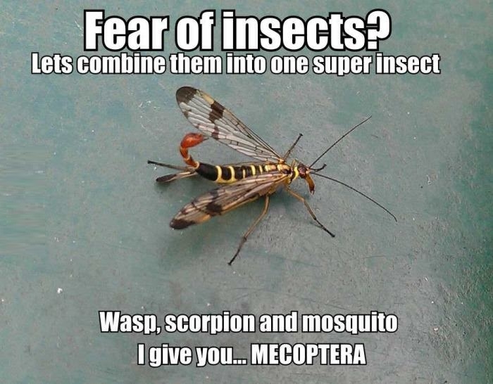 Fear of insects?