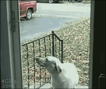 Not the smartest dog